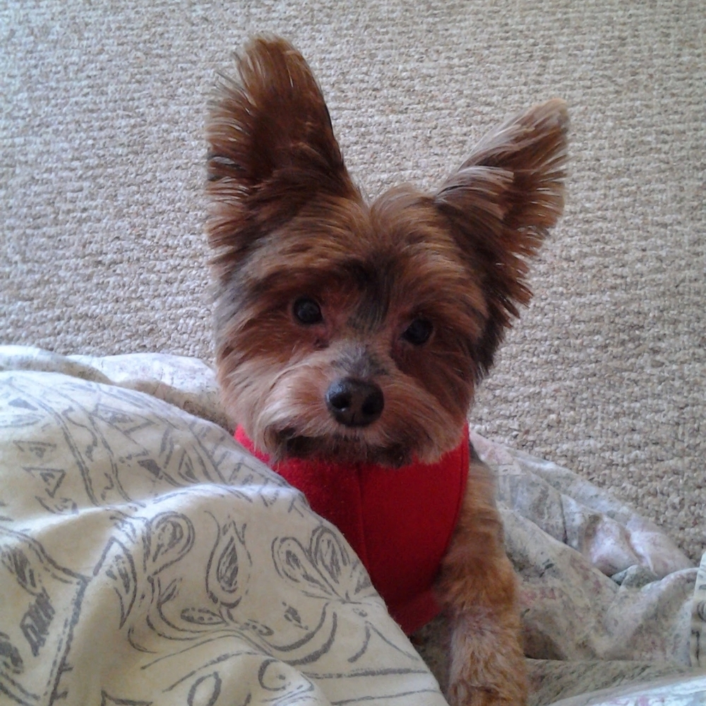 Meet your Posher, #1 peach